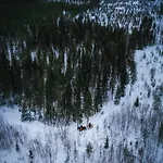 Kotatuli Forest Rovaniemi