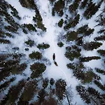 Kotatuli Forest *