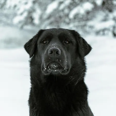 Maalaistalot Kotatuli Forest *