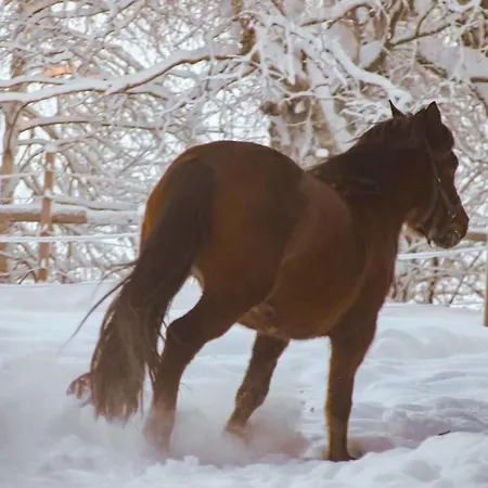 Kotatuli Forest * Rovaniemi
