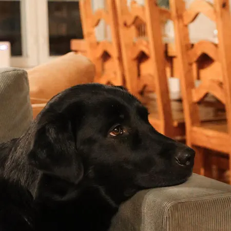 Lantställe Kotatuli Forest Rovaniemi