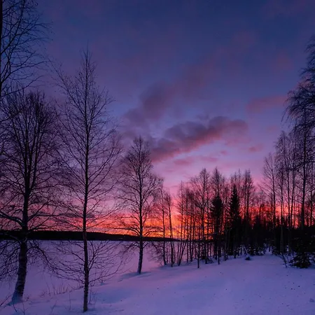 Kotatuli Forest Rovaniemi