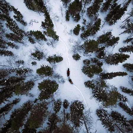 Kotatuli Forest *