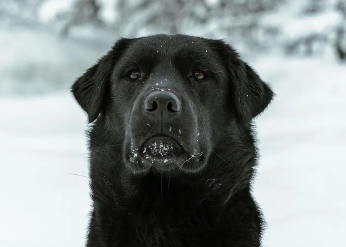 컨트리하우스 Kotatuli Forest *