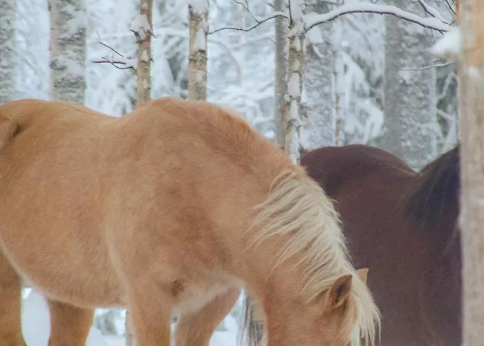 Kotatuli Forest 컨트리하우스 *