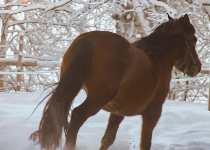 Kotatuli Forest * 로바니에미