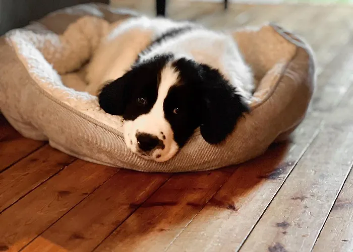 컨트리하우스 Kotatuli Forest