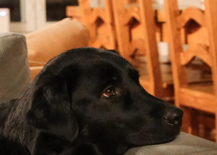 컨트리하우스 Kotatuli Forest 로바니에미